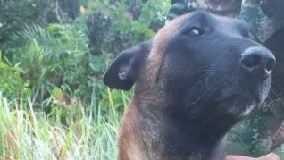 Oliver, el perro rescatado en la selva de Colombia.&nbsp;