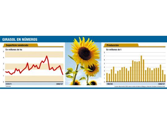 Campaña de girasol será la peor de los últimos 28 años