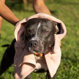 El calor extremo también impacta en perros y gatos. El calor extremo también impacta en perros y gatos.