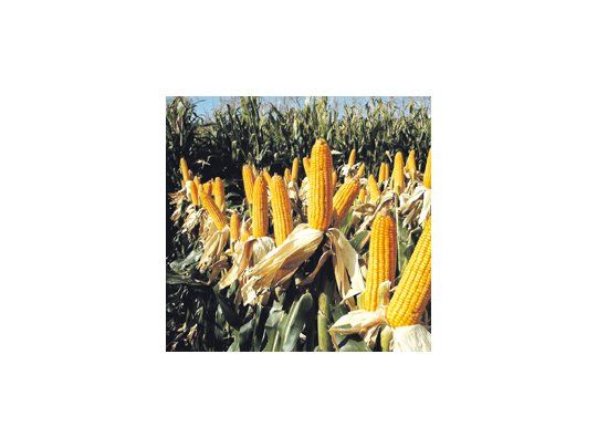 La superficie de maíz en la campaña 2010/11 se ubicó en 191.851 hectáreas, cifra que representa un incremento del 37,55% con respecto al ciclo agrícola anterior.