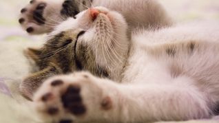 dia del gato: ¿por que se celebra cada 29 de octubre?