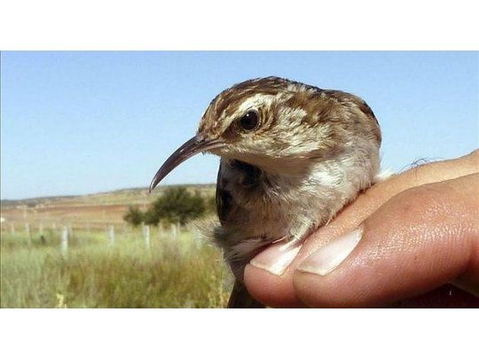 Estudio: observar aves es beneficioso para la salud mental