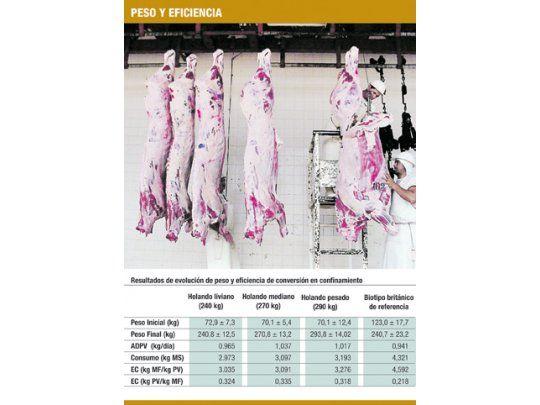 Terneros Holando, carne para el futuro