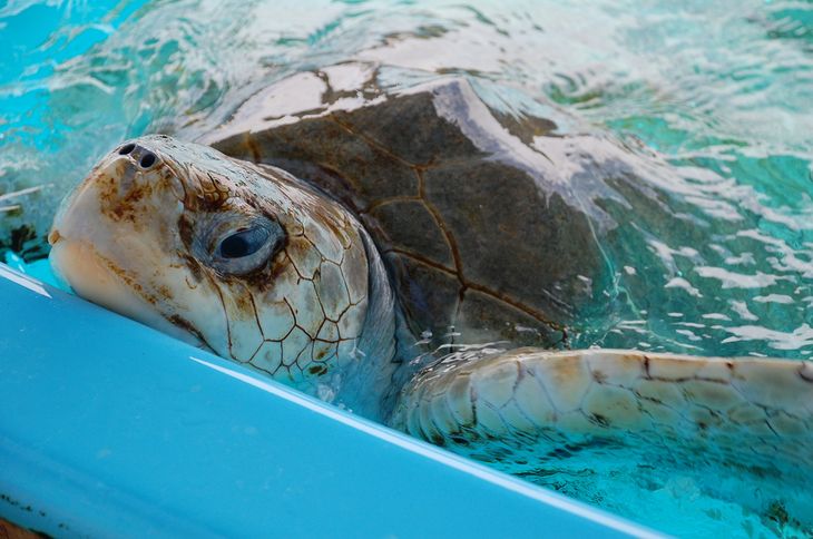 Sea turtles, one of the most attractive sea animals in Florianópolis.   