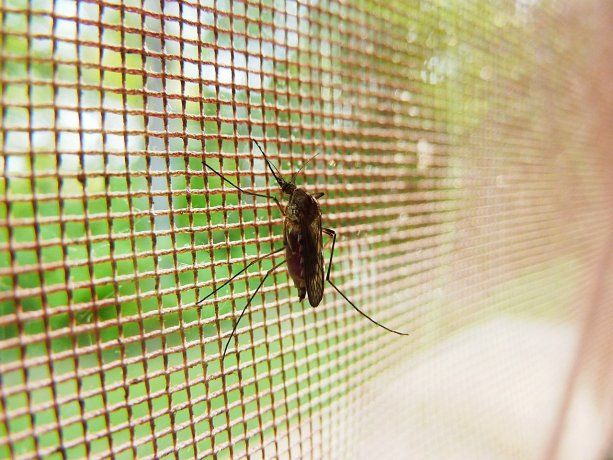 Cómo combatir el Aedes Aegypti. 