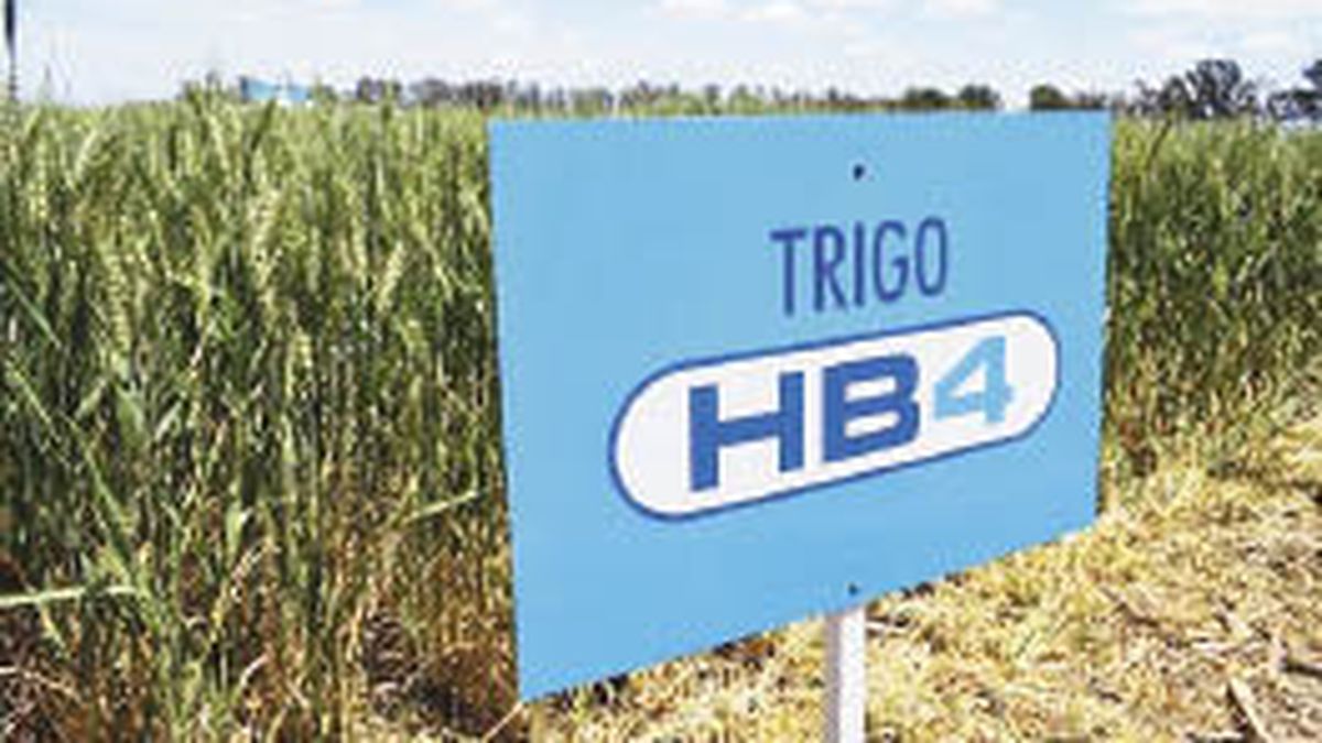 Australia and New Zealand approved drought-tolerant Argentinian transgenic wheat