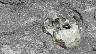 El cráneo fue hallado por un grupo de niños que jugaba en la playa.&nbsp;