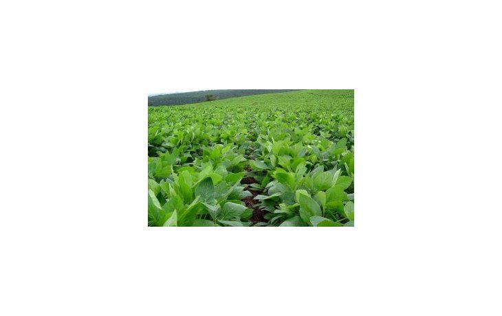 Los agricultores de Estados Unidos han sembrado apenas un 12 por ciento de las hectáreas destinadas al maíz.