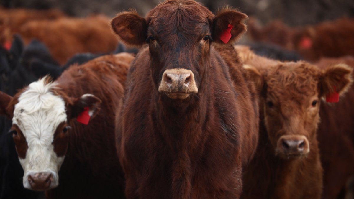 Who is the new national director of Livestock Production appointed by Luis Caputo