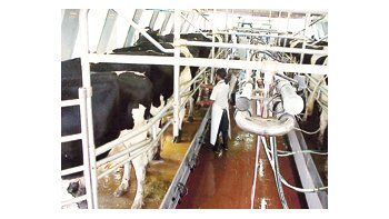 La semana pasada, la industria informó que bajará el precio que paga por litro de leche a los productores. Esto generó el rechazo de los tamberos y si la situación no cambia, podrían retomar las protestas, como escraches a las usinas o repartir leche en la puerta de los supermercados.