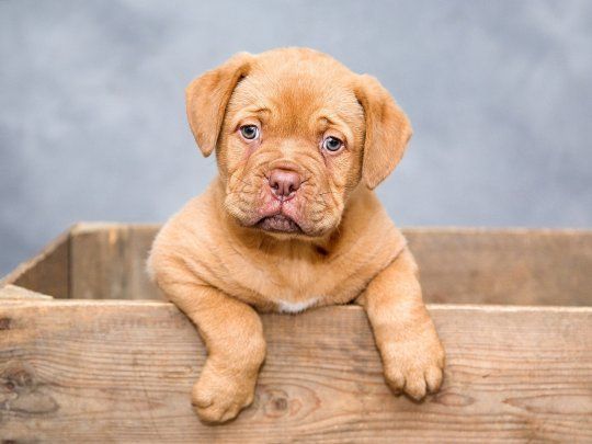 Dos músculos son el secreto de la mirada perruna enternecedora
