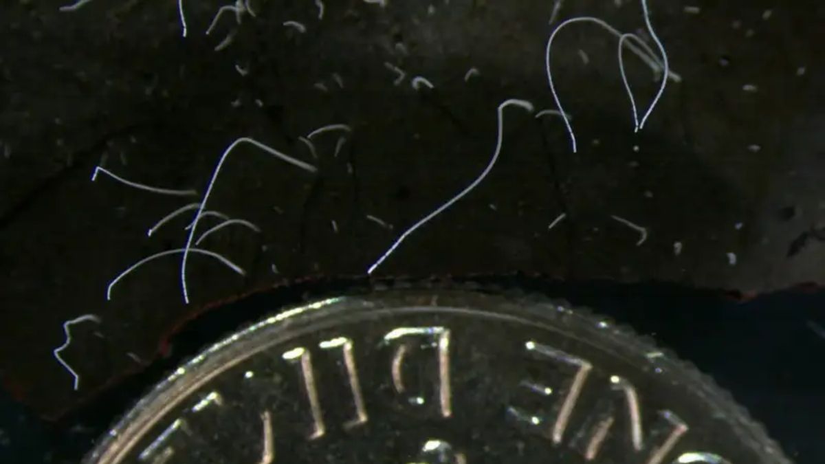 Descubren una superbacteria que se ve a simple vista