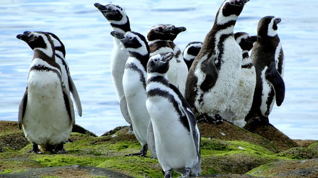 El CONICET lanza un nuevo streaming con pingüinos.