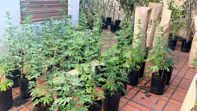 La causa quedó caratulada por infracción a la Ley de Drogas, mientras continúan las actuaciones para establecer responsabilidades.