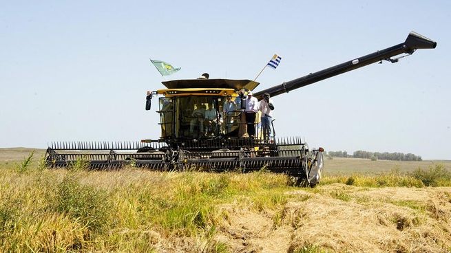 El sector arrocero reclama por falta competitividad.&nbsp;