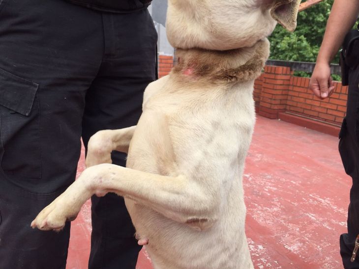 Coca perrita maltratada 2.png