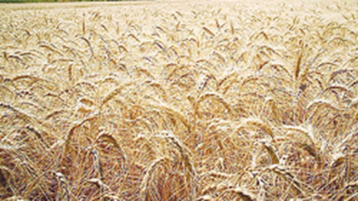 Bolsa de Cereales advierte que el área de trigo podría ser inferior a la prevista