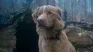 Good boy is counted from Indy's point of view, the dog. Good boy is counted from Indy's point of view, the dog.