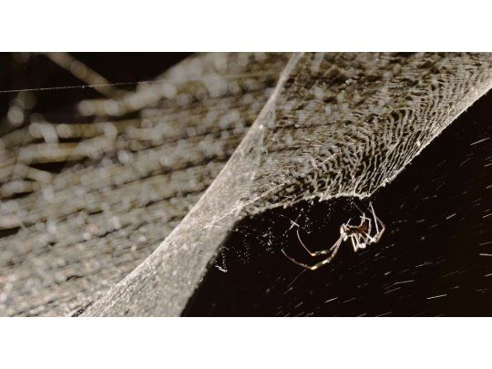 Saraceno. “Cómo atrapar el universo en una telaraña”, en el MAMBA.