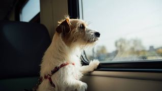 ya se puede viajar con mascotas en el tren rosario-buenos aires ya se puede viajar con mascotas en el tren rosario-buenos aires