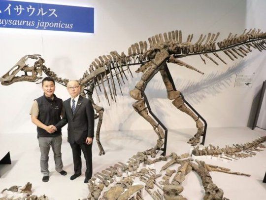Presentaron el Kamuysaurus japonicus.