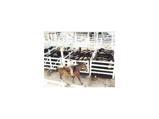 Desde las entidades rurales advierten que continúa la liquidaciónde vientres y aseguran que, sin cambios, en 2012la Argentina será importadora de carne.