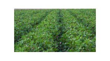Alto precio del algodón atrae a productores