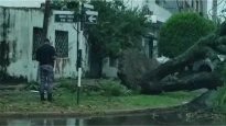 Un bebé de un año murió luego de que cayera un árbol en su casa durante el temporal en Formosa.
