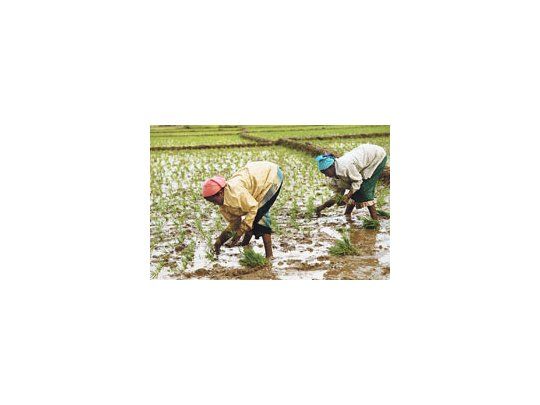 A causa del cambio climático, el crecimiento de la producción de alimentos no está garantizado en cultivos básicos como el arroz (foto), el trigo y el maíz.