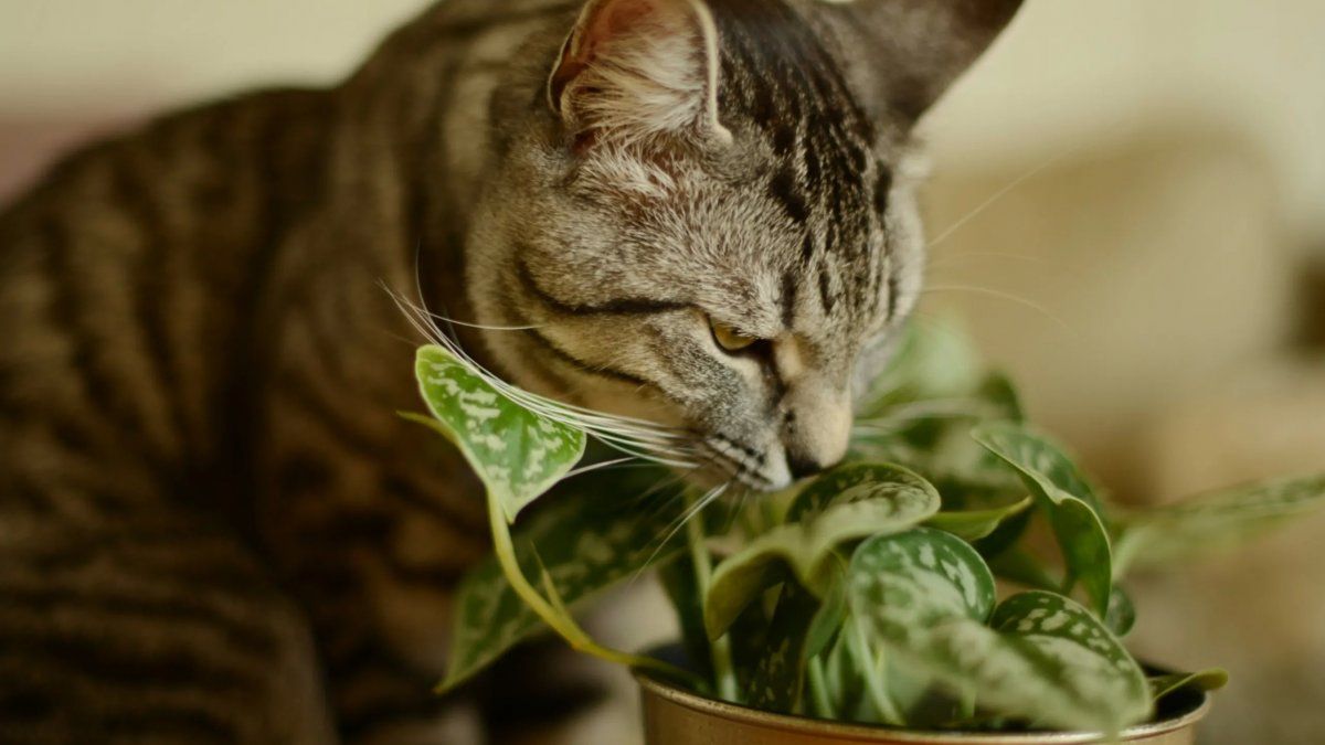 5 ingredientes pra ahuyentar a los gatos