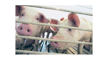 China tiene alrededor de 200.000 toneladas de cerdo en sus reservas. La producción anual de carne es de unos 80 millones de toneladas, incluyendo 50 millones de toneladas de cerdo.