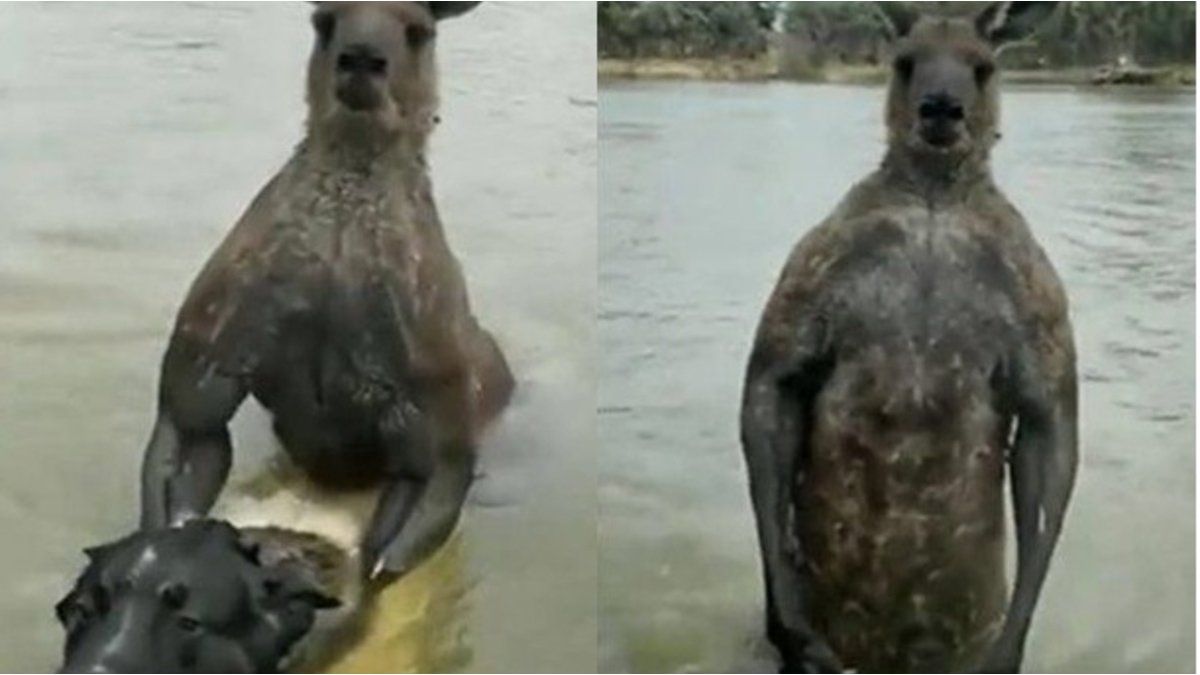 puedes ahogar a un perro