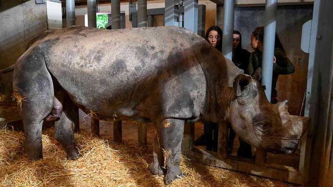 Toby el rinoceronte blanco más viejo del mundo.jpg