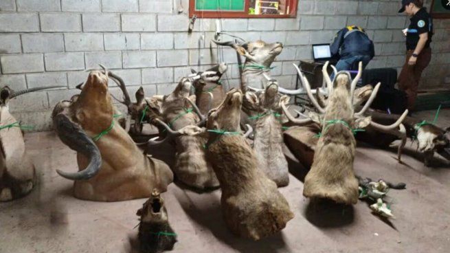 Las especies conservadas fueron encontradas en un taller clandestino vinculado al tráfico ilegal de animales.