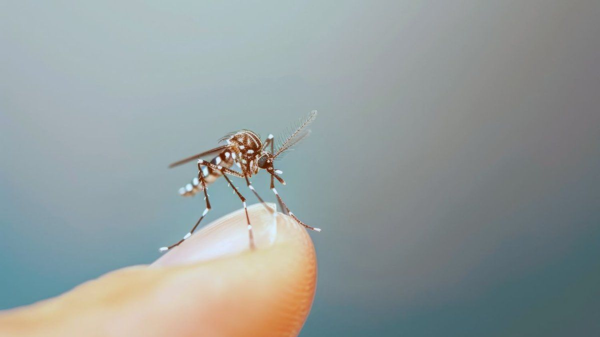 Por qué los mosquitos pican más a algunas personas y cuál es el mejor repelente en verano
