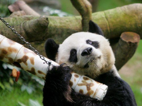 panda An An va.jpg