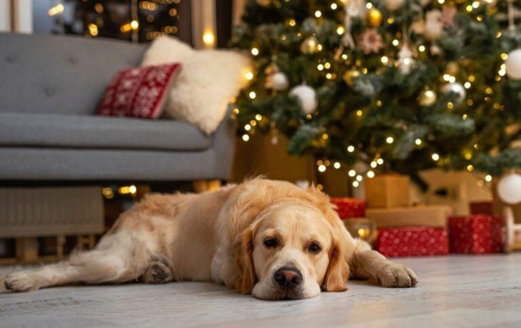 Tanto perros como gatos pueden sufrir las fiestas de fin de año, sobre todo si se quedan solos en la casa. Tanto perros como gatos pueden sufrir las fiestas de fin de año, sobre todo si se quedan solos en la casa.