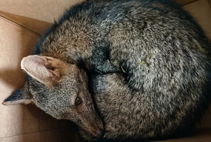 Intervinieron especialistas de “Rescate de Fauna Silvestre” para su atención. Intervinieron especialistas de “Rescate de Fauna Silvestre” para su atención.