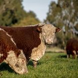 La nueva regulación europea forma parte de una política más amplia de control ambiental y trazabilidad que también alcanzará a otros productos agroindustriales, elevando las exigencias para exportadores de todo el mundo. La nueva regulación europea forma parte de una política más amplia de control ambiental y trazabilidad que también alcanzará a otros productos agroindustriales, elevando las exigencias para exportadores de todo el mundo.