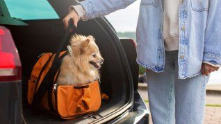 A la hora de viajar con mascotas, hay ciertas regulaciones y normas de tránsito que deben cumplirse.