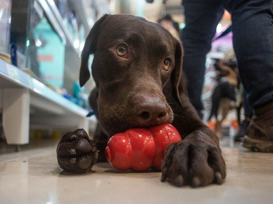 juegos de bañar perros y gatos