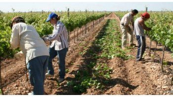 Se declaró emergencia agropecuaria en distritos mendocinos.
