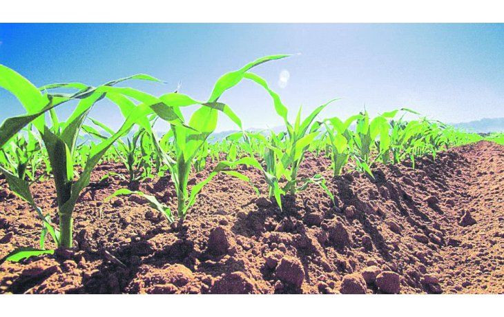 ámbito.com | Tiempo clave. Los analistas adelantan que habría un fuerte recorte en los rindes del maíz y la producción bajaría 10 M de toneladas.