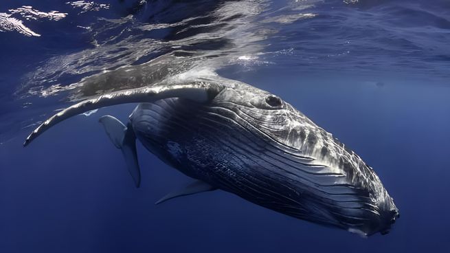 Investigadores de la Universidad del Sur de California descubrieron cómo microbios submarinos frenan la liberación de metano.