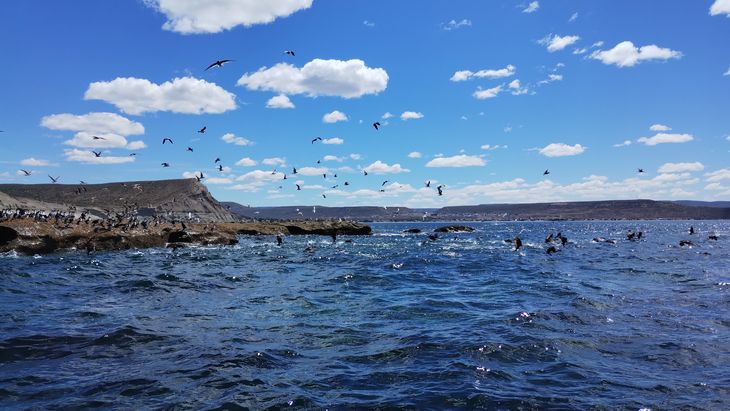 La excursión de navegación permite ver diversas especies de aves marinas. La excursión de navegación permite ver diversas especies de aves marinas.