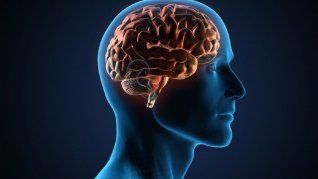 Descubren por qué la memoria se debilita con la edad. Descubren por qué la memoria se debilita con la edad.