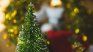 Find out how to decorate your tree and what budget is needed. Find out how to decorate your tree and what budget is needed.