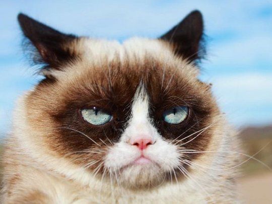 grumpy cat facebook_1000.jpg