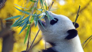 Hallan el fósil de un panda gigante de hace más de 100 mil años