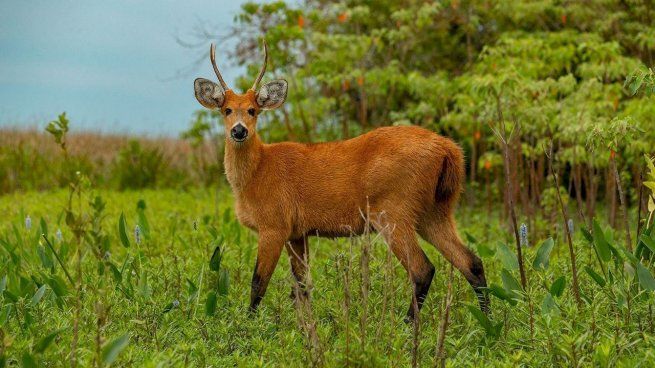 Un grupo de jóvenes de Colorado desarrolló un innovador dispositivo para evitar accidentes con animales.